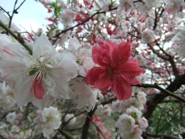 【送料込】激レア♡ポンポン咲き♡菊咲き花桃♡花桃♡五平桃♡記念樹♡鉢ごと発送♡ ゲンペイモモ