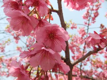 種類 珍しい 桜 白い桜の名前は？種類や何科かや早咲きの品種、各地の画像に花言葉や夢占いの意味も！