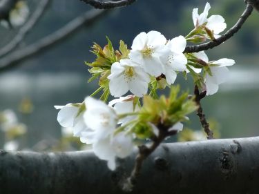 が 最も 1 枚 輪 何 つく に 多く 花びら 桜