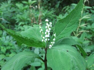 �t�^���V�Y�J